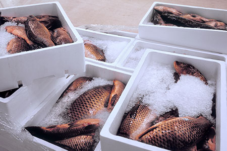 Seafood-Shipping Seafood Shipping